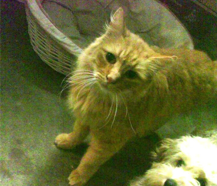 意甲舞台上的跨界焦点，拜仁单节风暴击溃马德里竞技