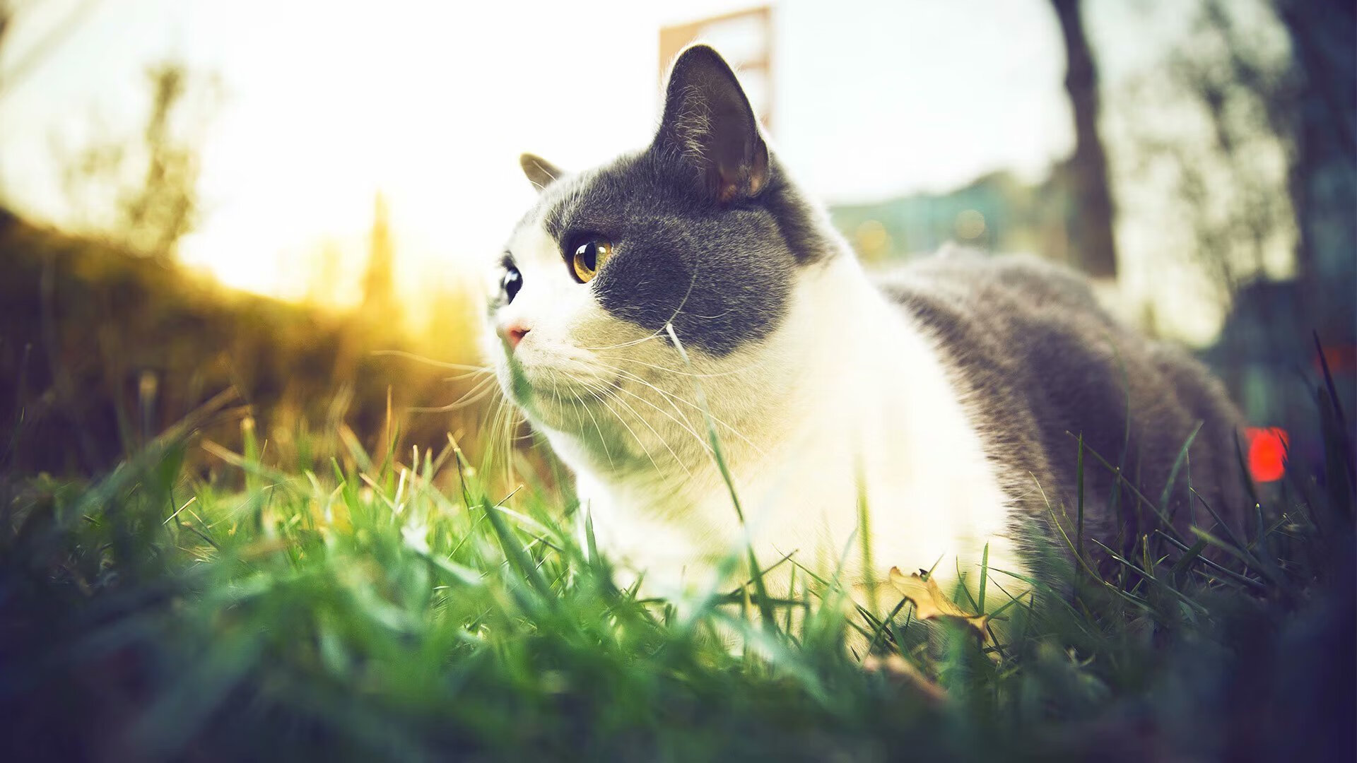 改写剧本,当森林狼遇上独行侠,德罗赞被时间遗忘的硬仗传奇