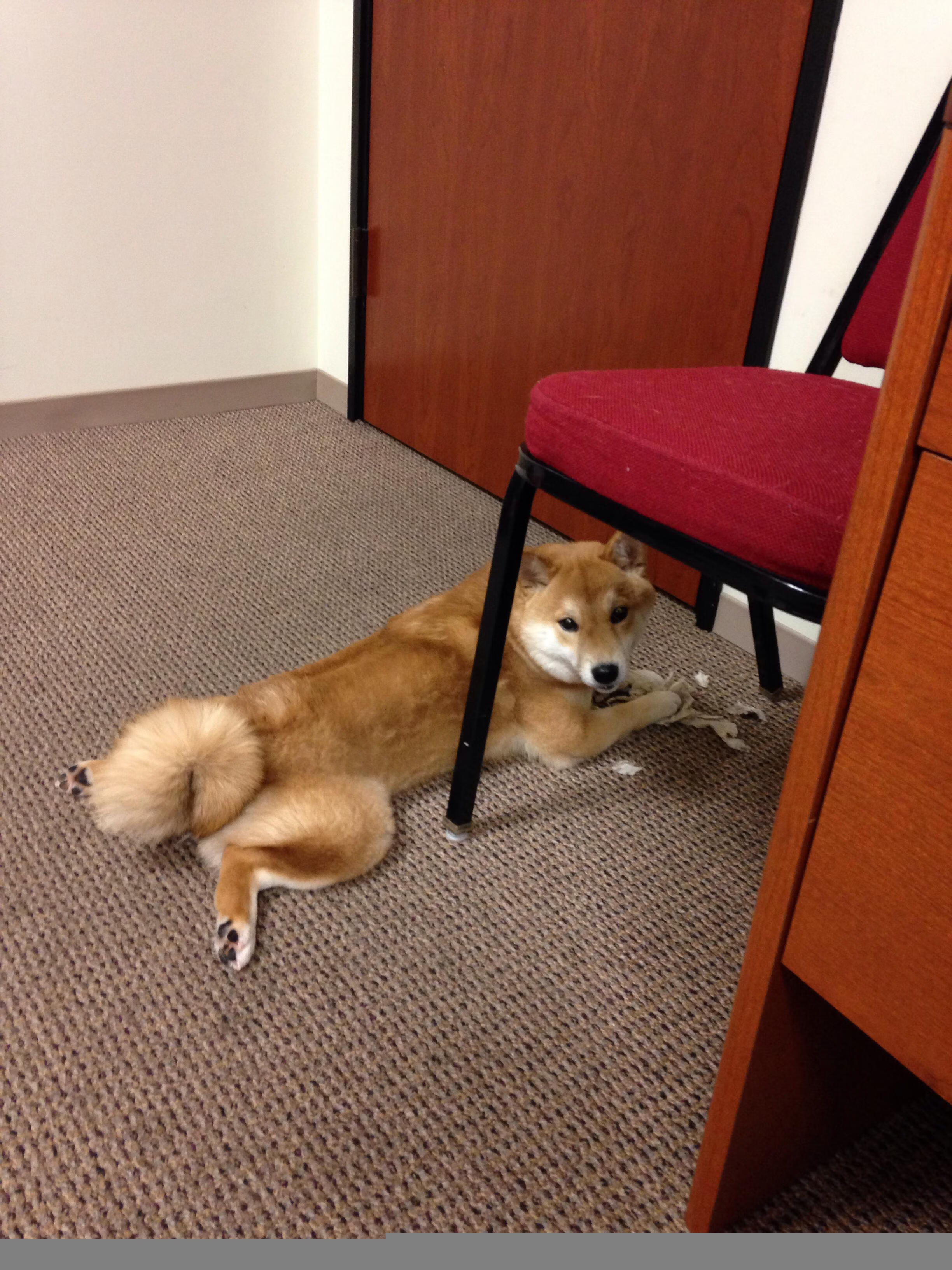 开云体育入口-艺术足球的逆袭,佛罗伦萨战术烈焰中,伊布成为撕裂葡萄牙防线的关键先生