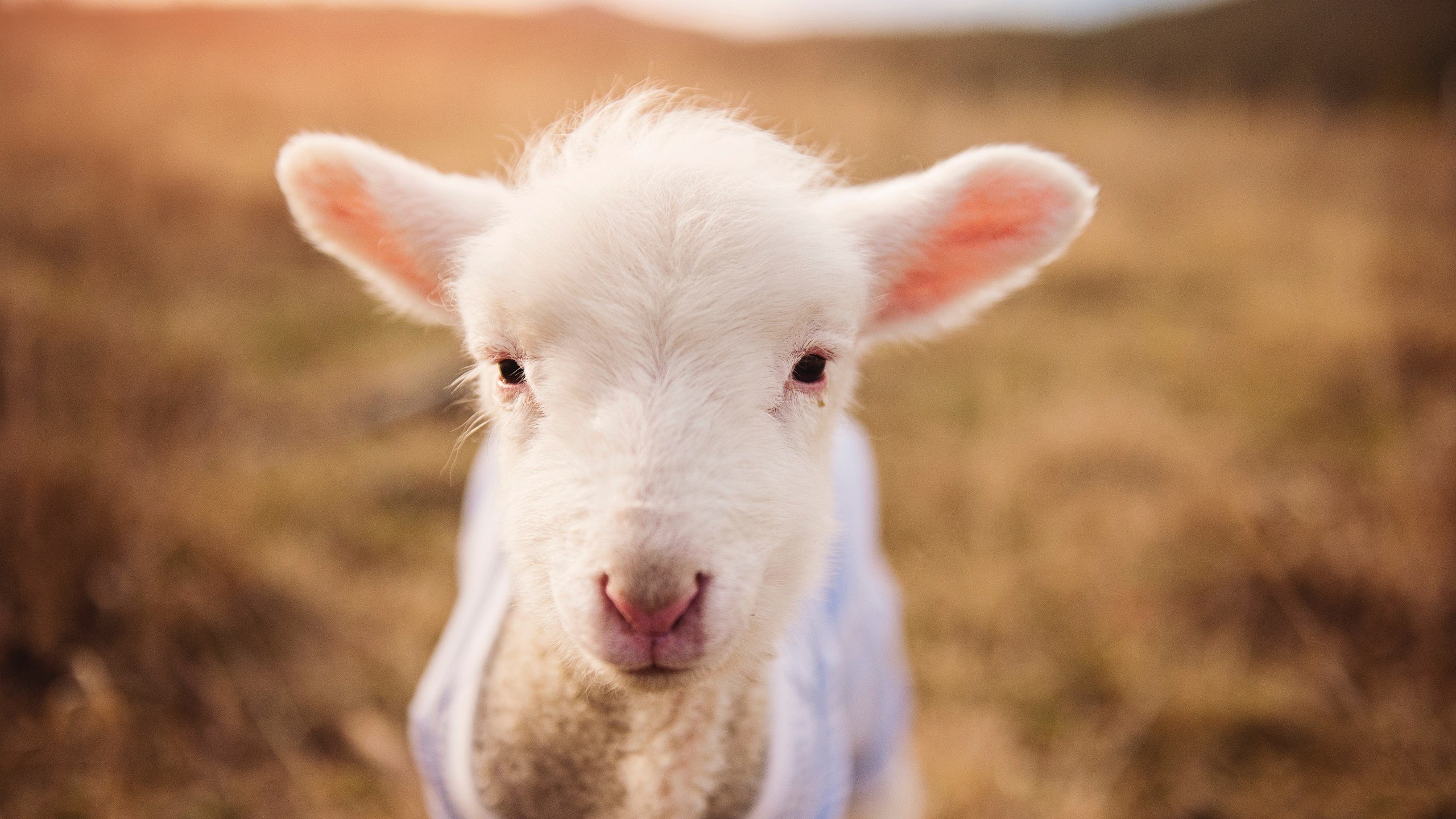 绝杀时刻，当福克斯成为手术刀，魔术如何一刀封喉浙江队