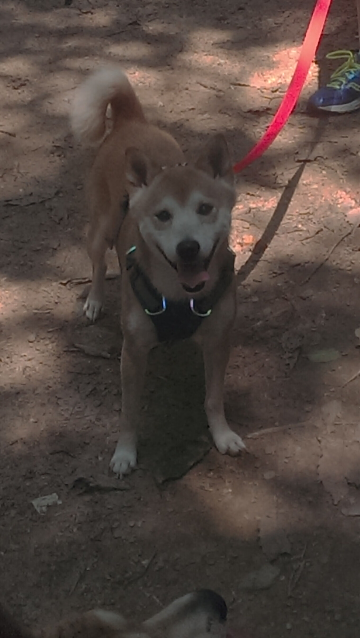 东方智慧对决北美风暴,深圳队战术铁壁封杀森林狼,马克西一记冰与火之歌终结悬念