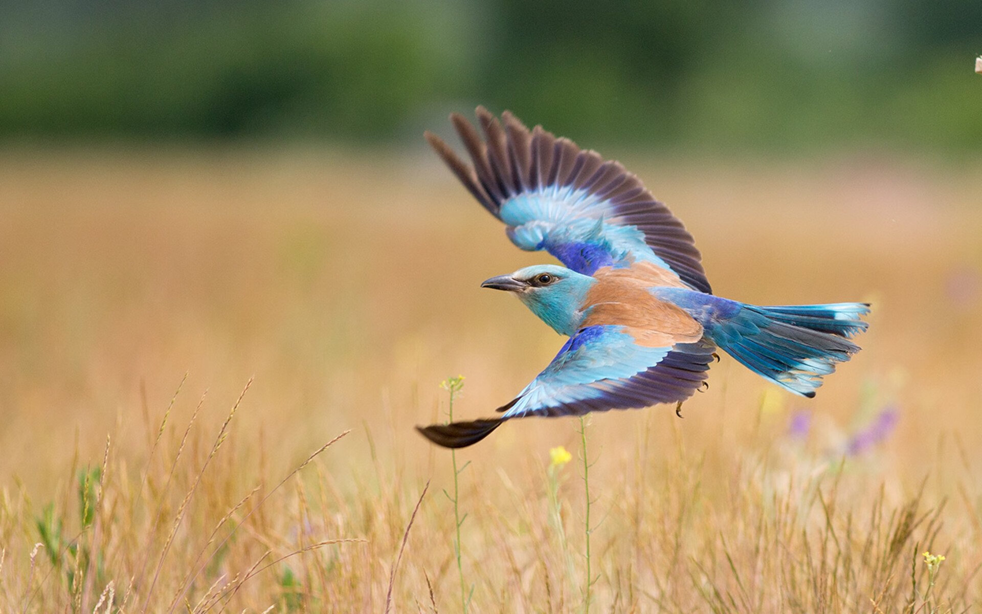 唯一的老鹰，唯一的字母哥，当决胜局成为个人舞台
