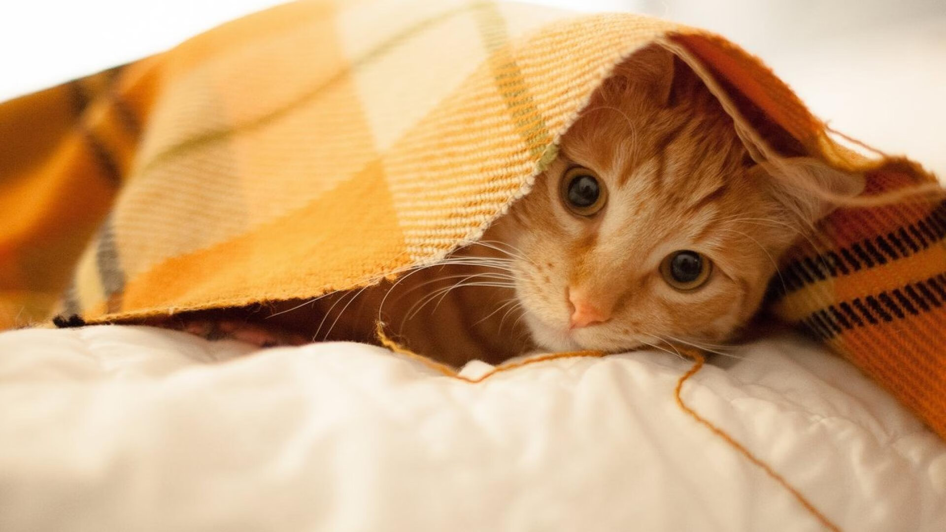 开云sport-神锋对轰与铁壁钢门，英超争冠焦点战的遥远启示