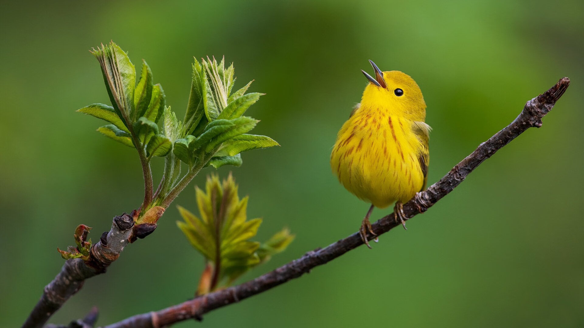 单骑救主的公牛，欧冠之夜，劳塔罗为圣西罗献上完美答卷