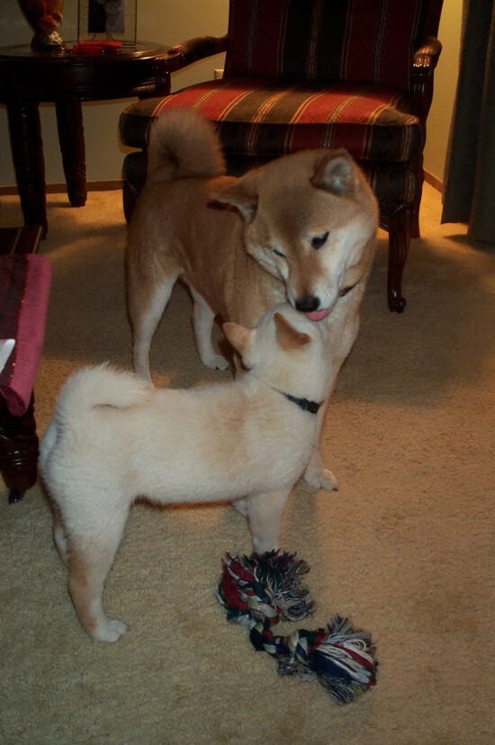 东方主场，西方主宰，当欧文在五棵松上演攻防终极艺术