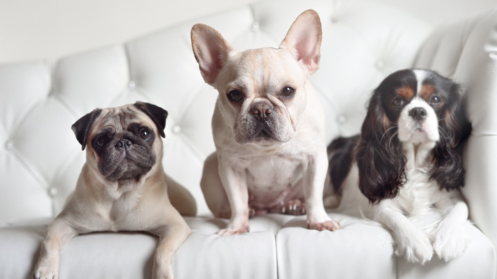 开云体育登录-铁幕降临，奇才编织防守神话，东决焦点战窒息鹈鹕