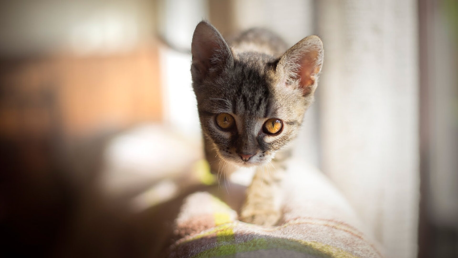 开云体育登录-绿茵场上的平行革命，当厄瓜多尔铁骑踏碎旧秩序，本泽马在亚平宁写下老兵新传