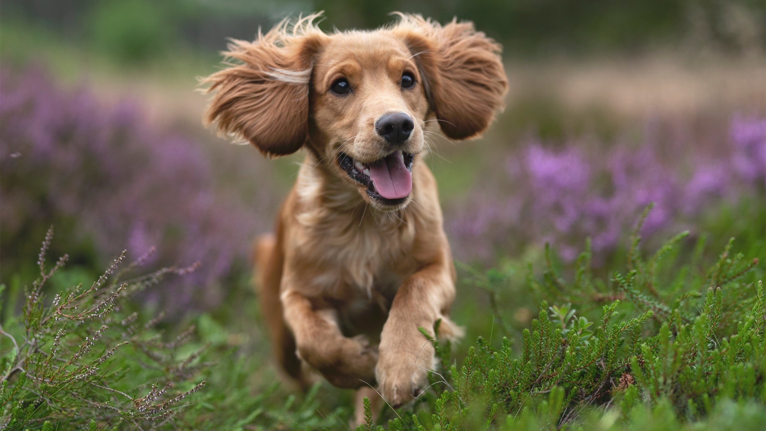 开云体育APP下载-双城记，从伯纳乌的欧冠巅峰，到喀麦隆的绝境重生