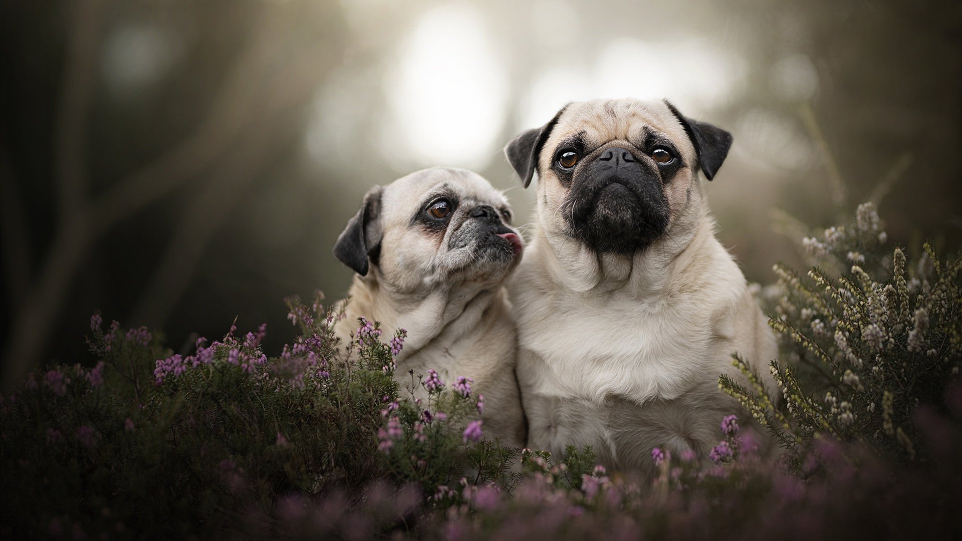 跨界风暴，当阿拉巴在西决生死战接管比赛，新西兰如何轻取皇马？