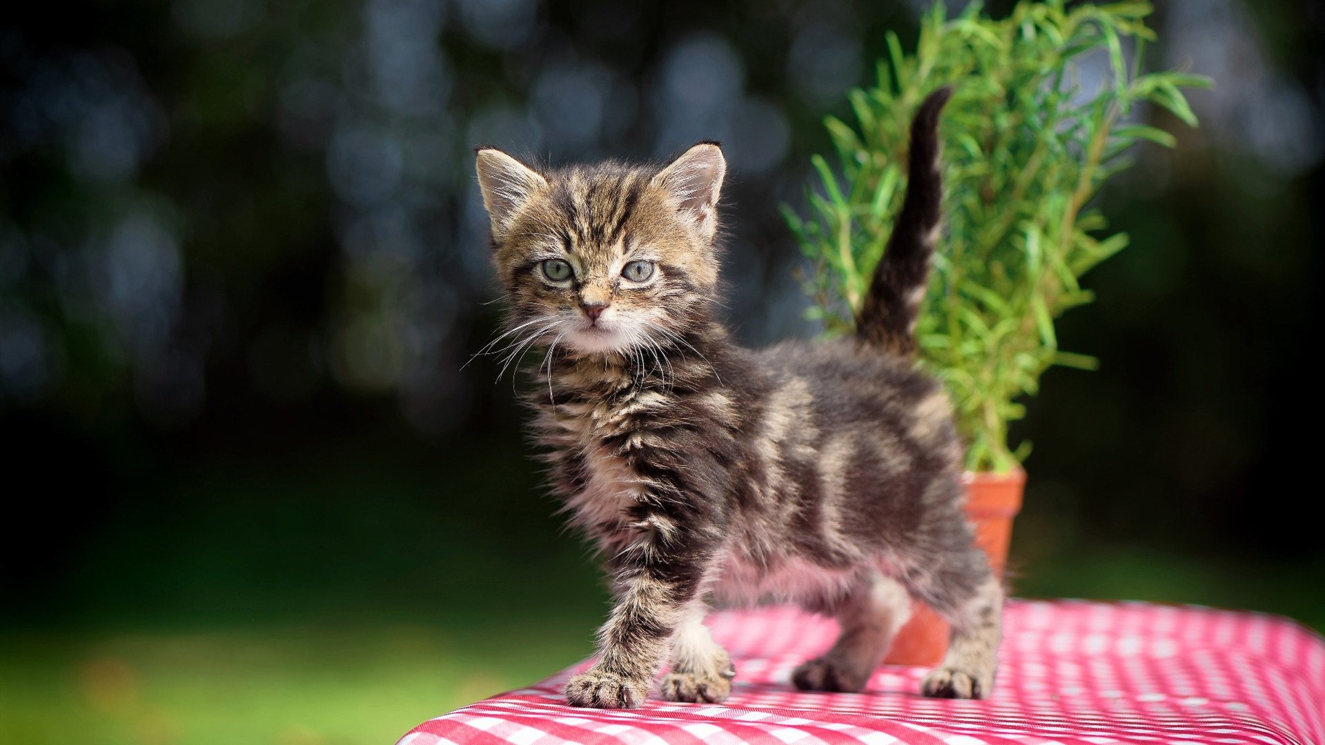 开云体育-悬崖边的定海神针，范戴克于无声处托起英超王冠