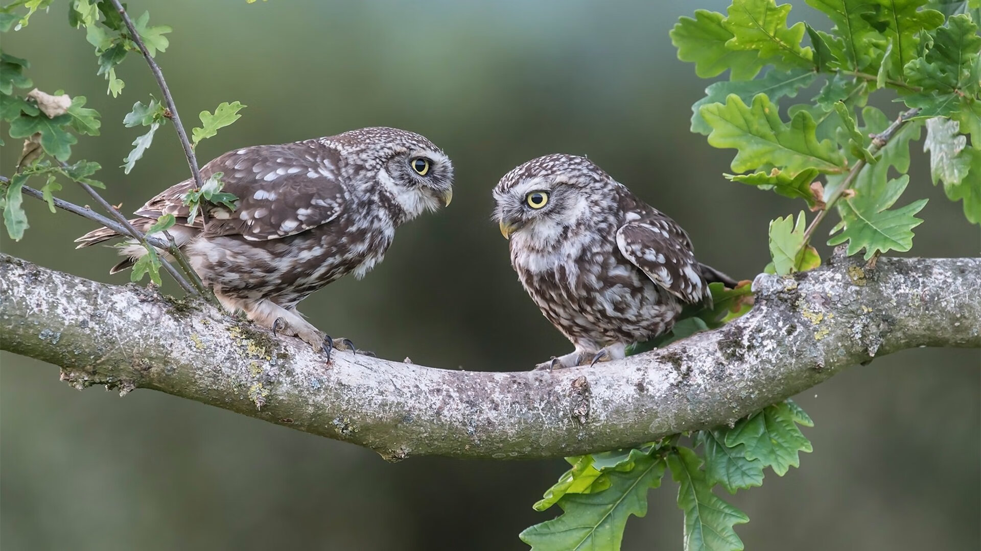 开云体育平台APP-神与秩序的对决，库尔图瓦存在感拉满，贝蒂斯以封锁艺术击沉亚特兰大