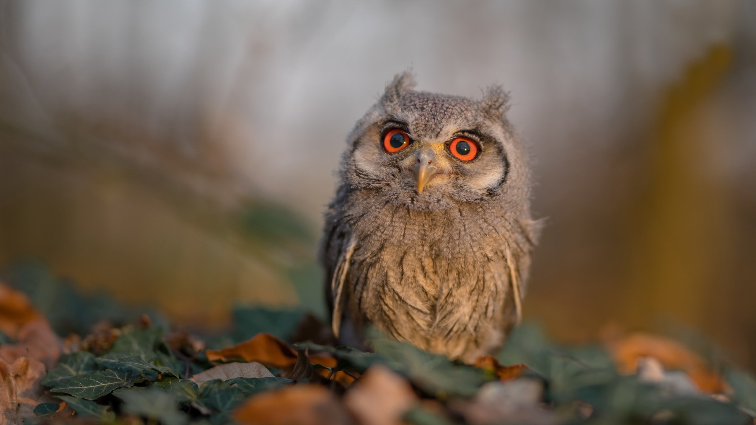 巴黎与厄瓜多尔的足球之约，布鲁诺如何闪耀全场