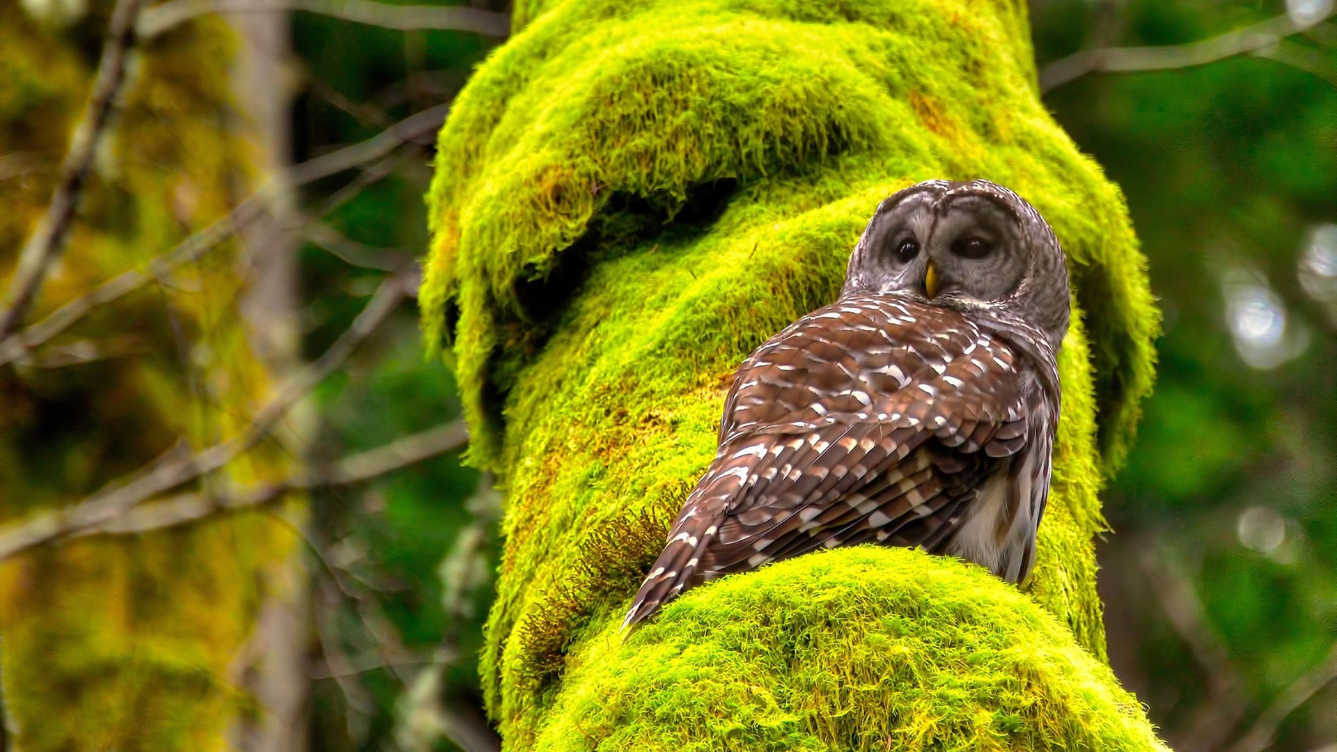 门将的节奏交响曲,库尔图瓦引领哥斯达黎加爆冷塞维利亚的传奇之夜