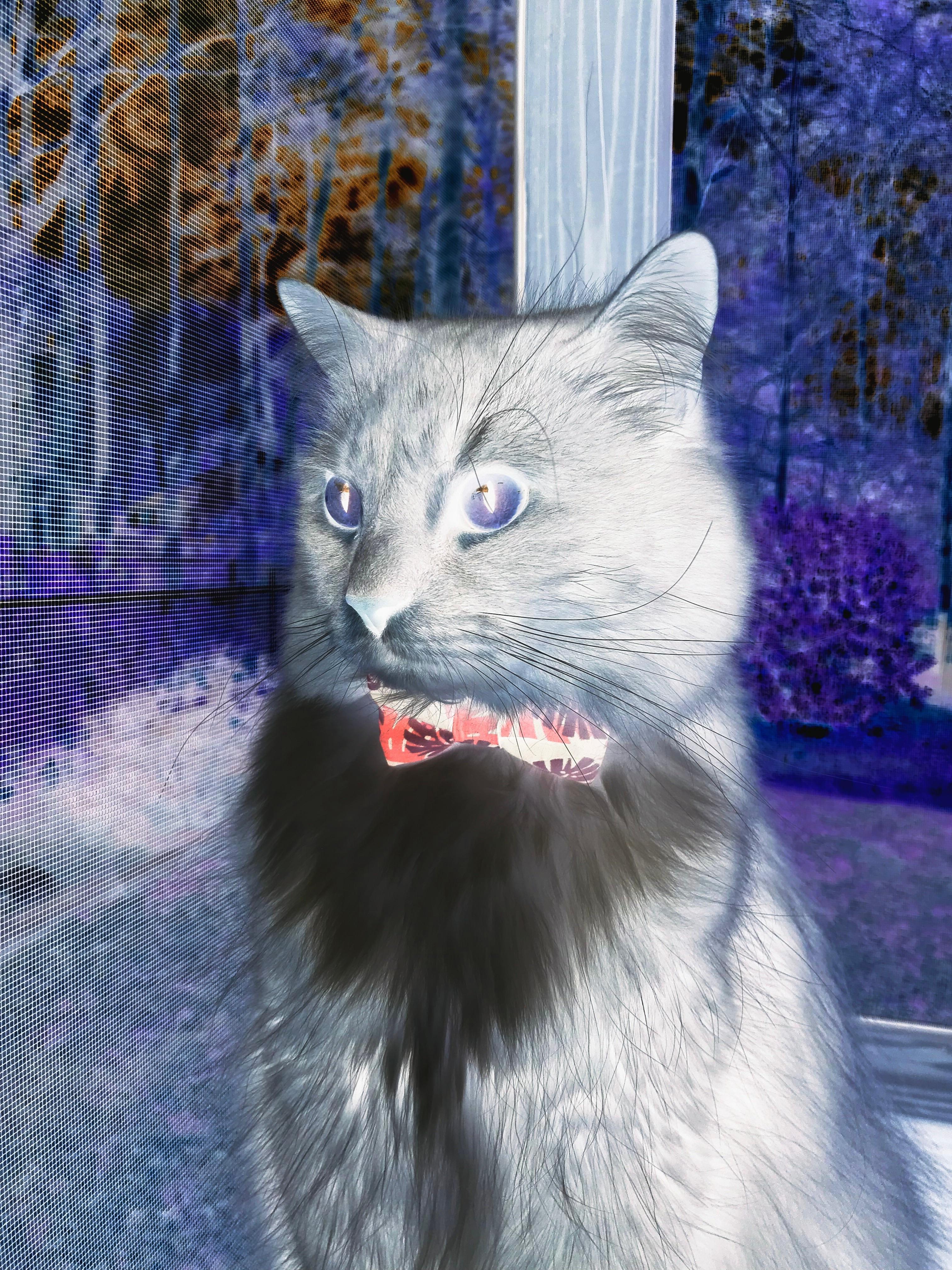 东瀛武士破坚冰，阿劳霍一击定乾坤，日本硬仗淬炼出线真金