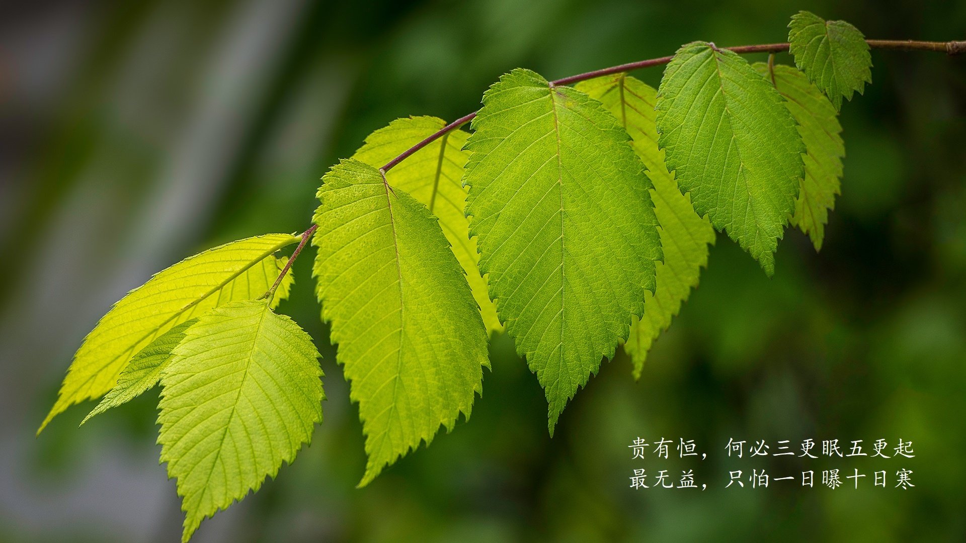 库尔图瓦的孤勇,2026世界杯A组关键战,波兰如何以铁血防线击碎阿根廷的冠军梦