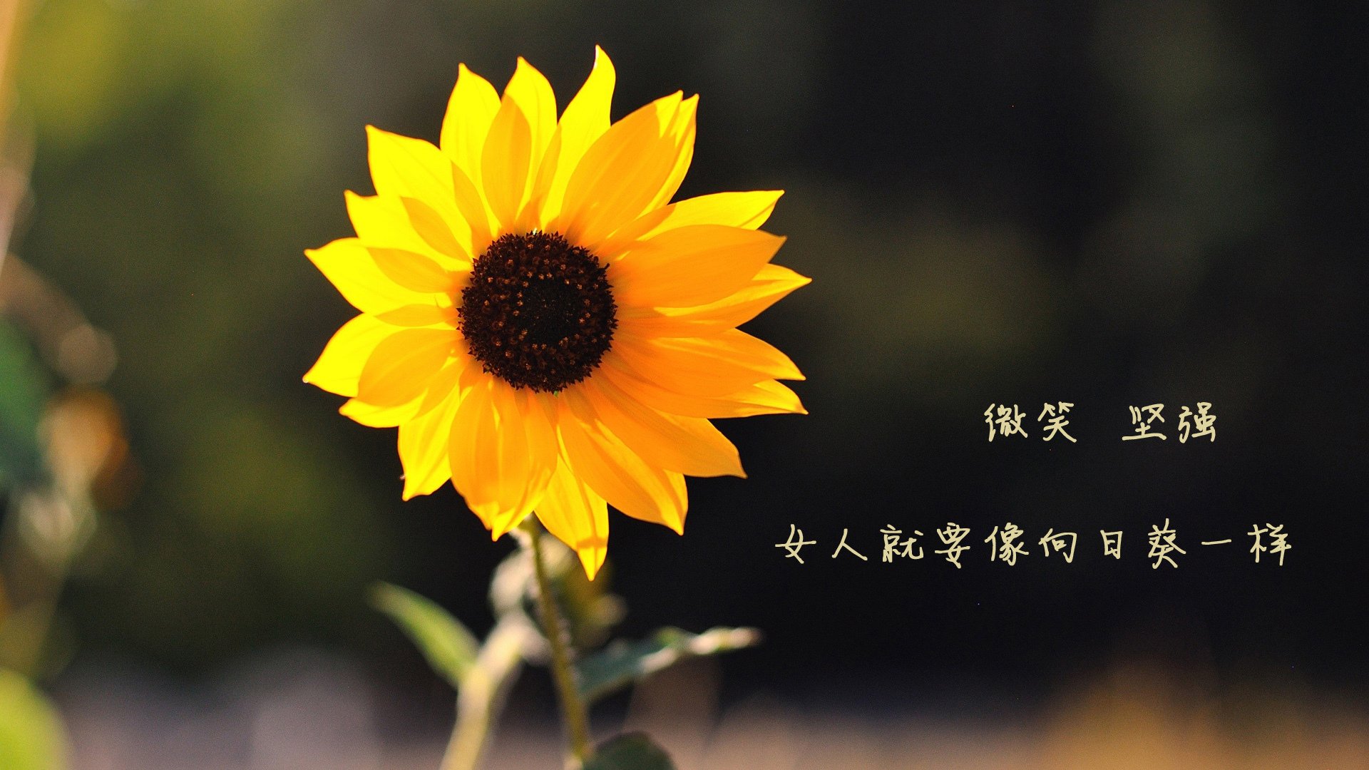 沙漠之狮的咆哮，当印度战车碾过葡萄牙黄金舰队—2026世界杯H组神迹之夜全记录
